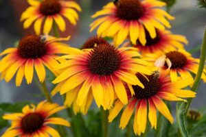 Jezówka – kiedy i jak skutecznie sadzić sadzonki? Praktyczny poradnik dla ogrodników