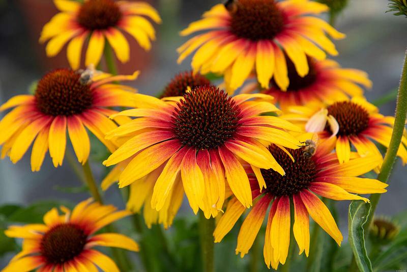 Jezówka – kiedy i jak skutecznie sadzić sadzonki? Praktyczny poradnik dla ogrodników