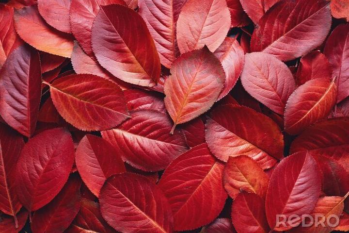 Odkryj drzewa i krzewy z pięknymi czerwonymi liśćmi – inspiracje dla ogrodników