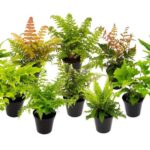 Paprocie w sypialni – odkryj idealne rośliny do relaksu i harmonii