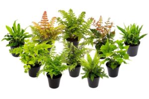 Paprocie w sypialni – odkryj idealne rośliny do relaksu i harmonii