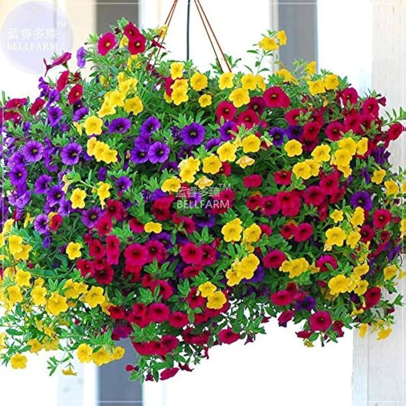 Calibrachoa Million Bells