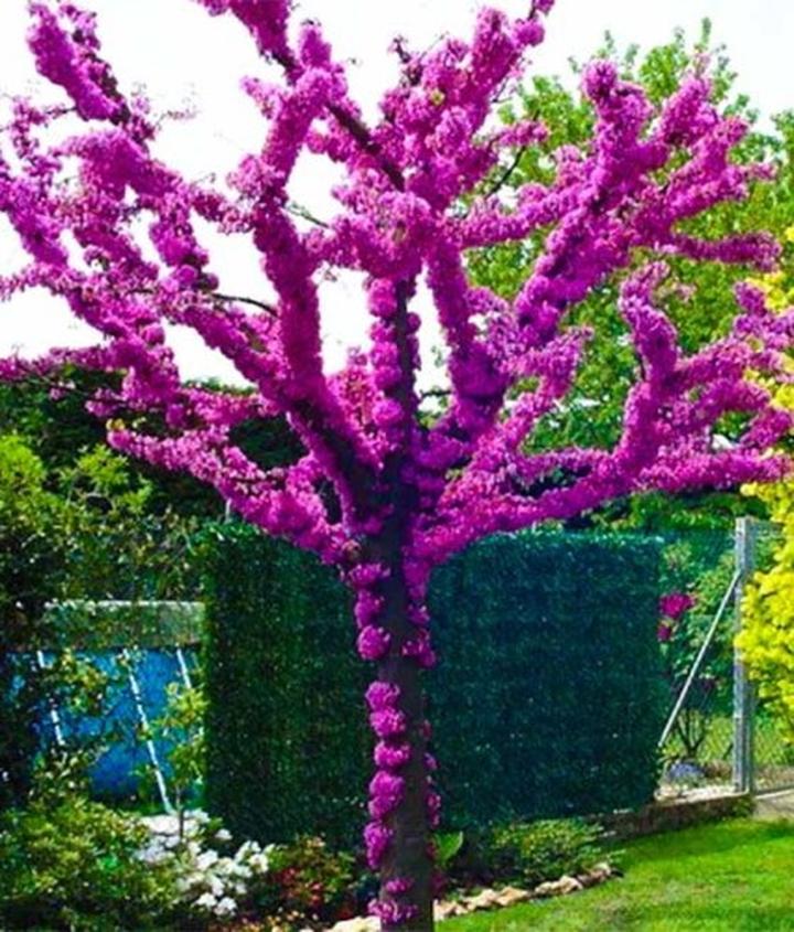 Judaszowiec w ogrodzie