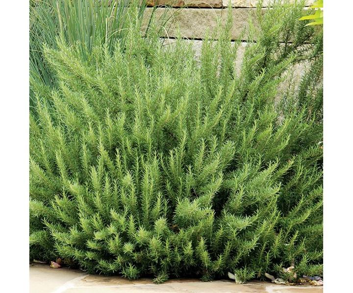 Osłanianie krzewów przed mrozem