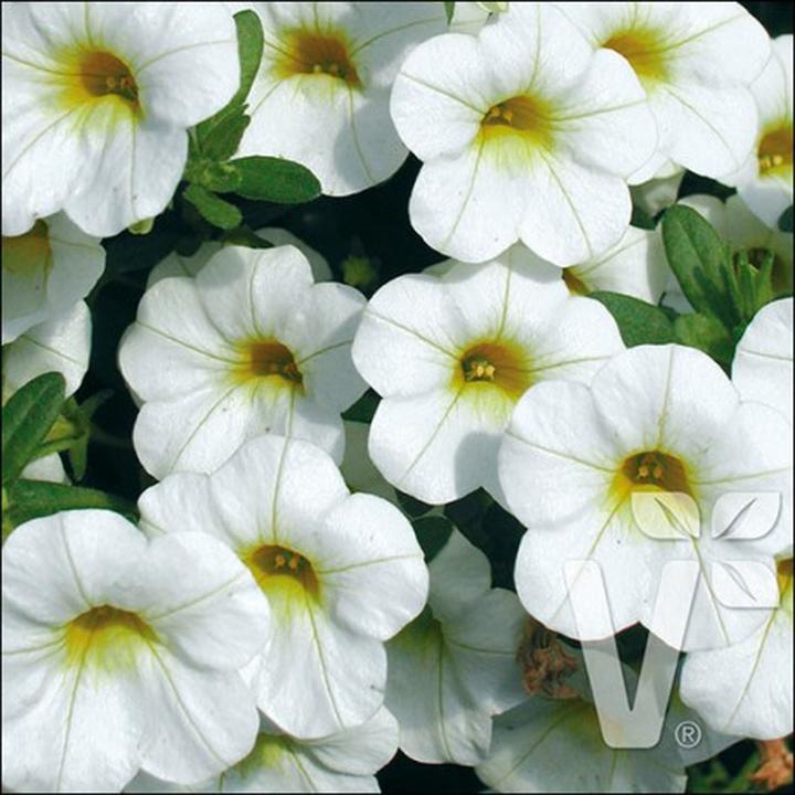 Pielęgnacja Calibrachoa