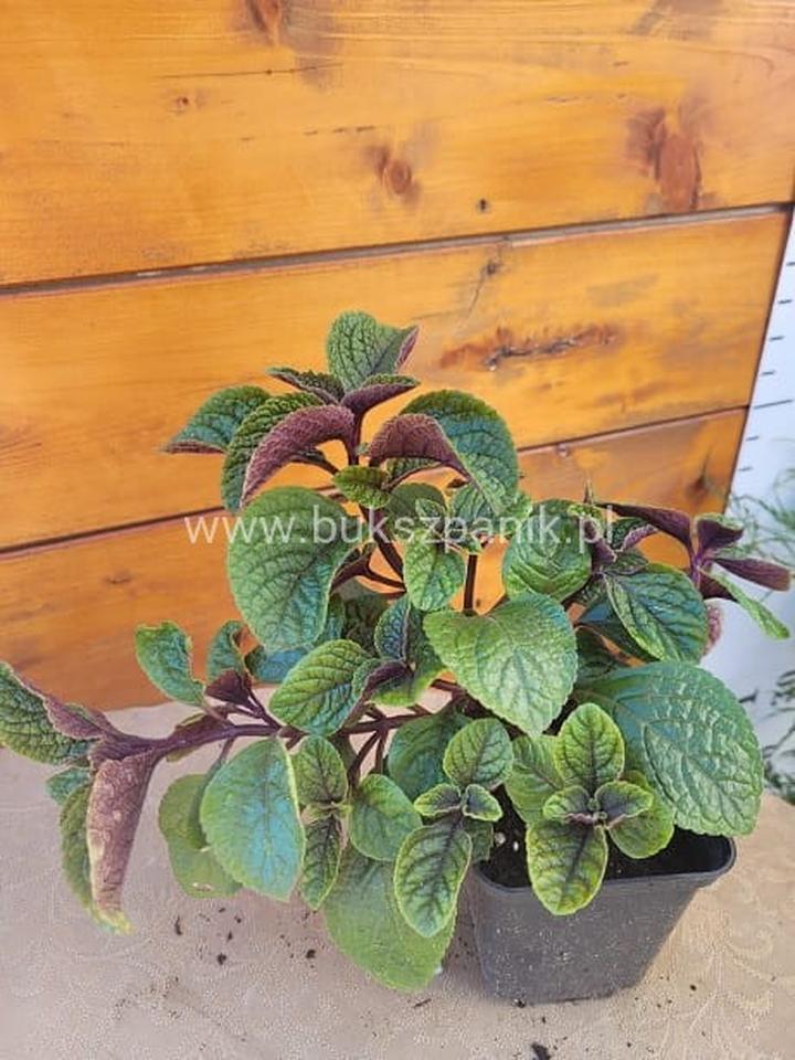 Pielęgnacja komarzycy nico