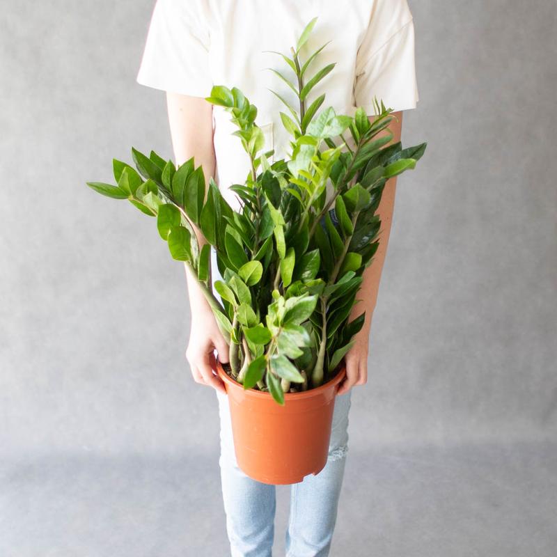 Pielęgnacja zamiokulkasa