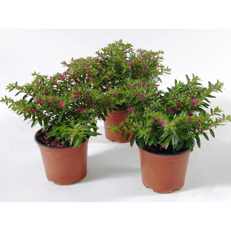 Stanowisko dla kufei