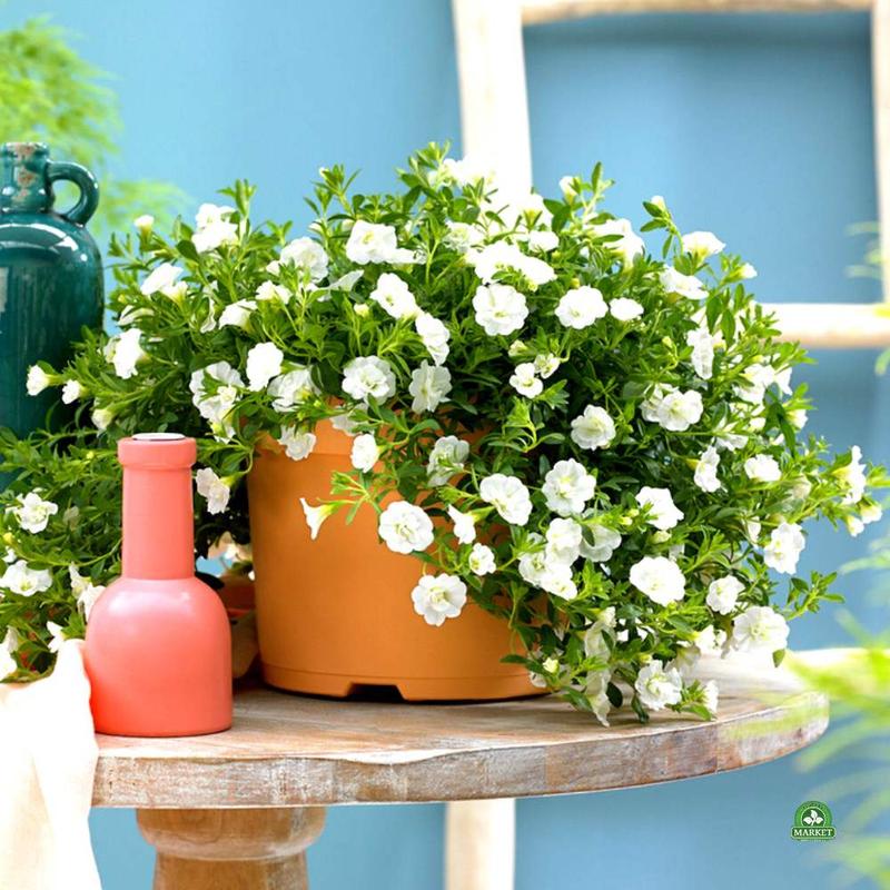 Uprawa Calibrachoa w donicach