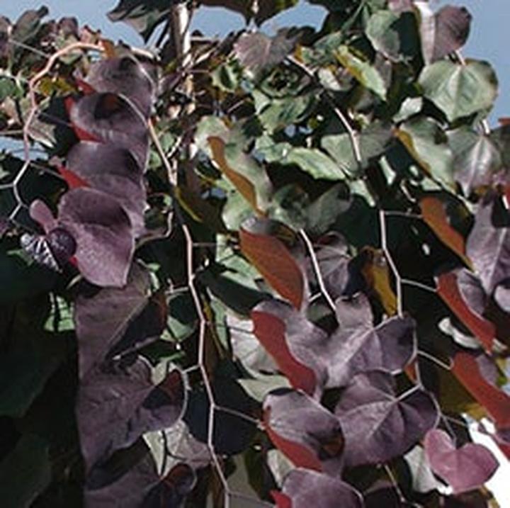 Uprawa i pielęgnacja judaszowców