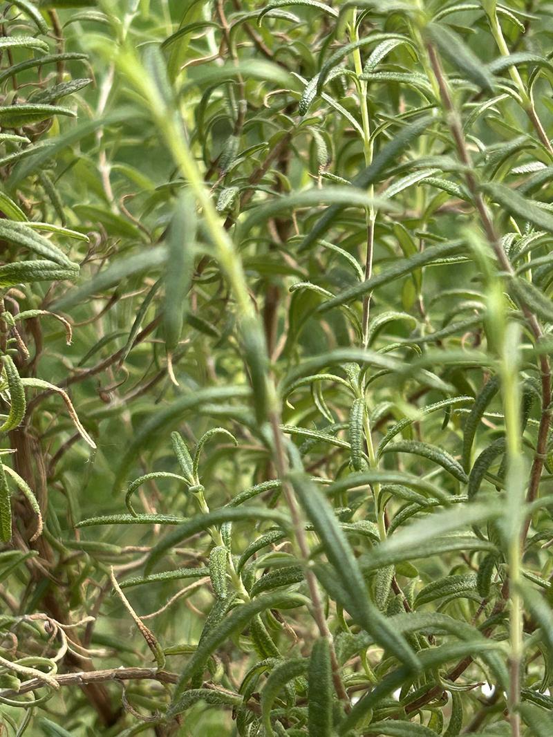 Uprawa i pielęgnacja rozmarynu zimą