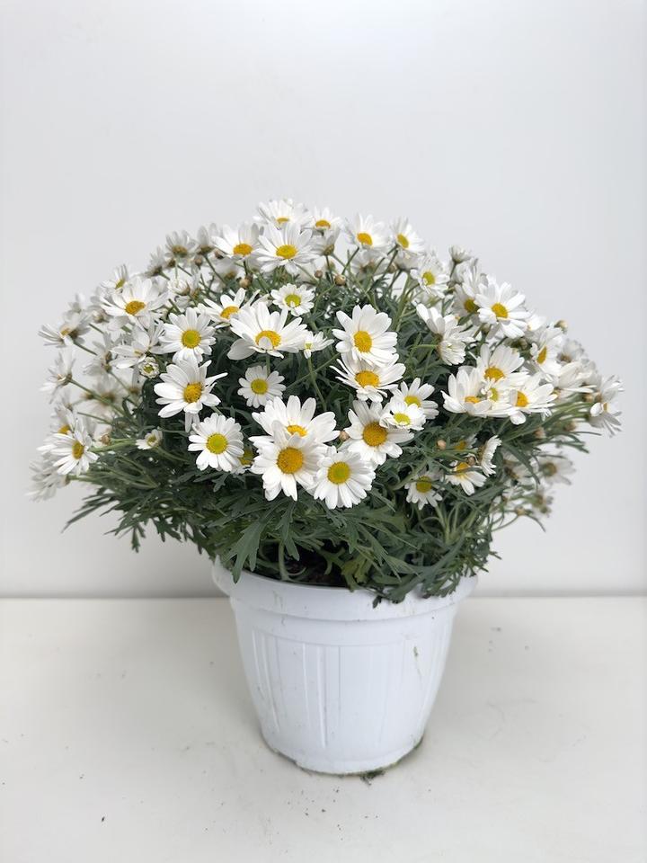 Uprawa margerytek w ogrodzie