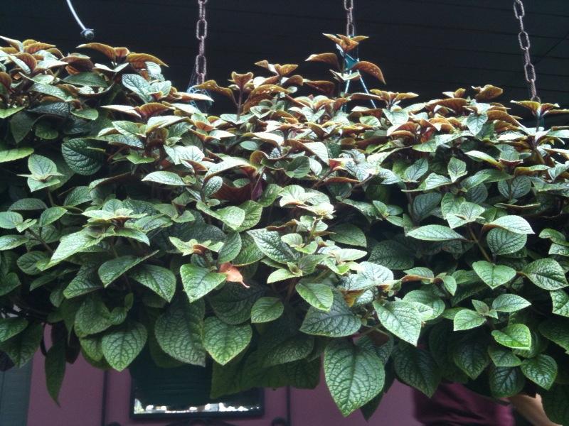 Warunki uprawy komarzycy nico