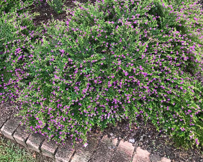 Warunki uprawy kufei