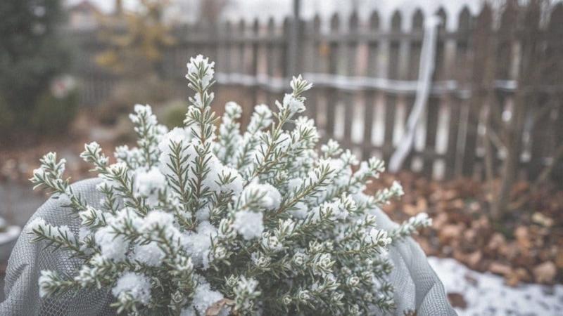Zimowanie rozmarynu