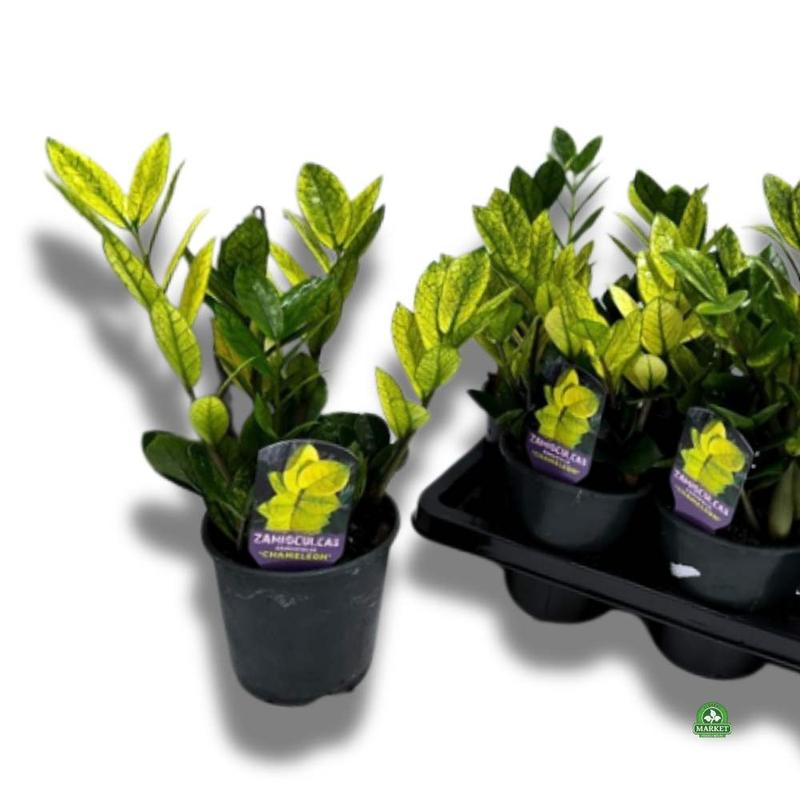 Żółknące liście zamiokulkasa