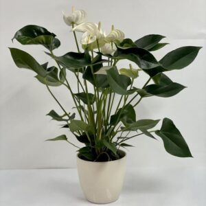 Anturium w domu – czego unikać, aby zapewnić mu zdrowy wzrost?