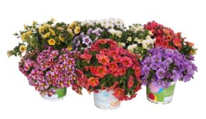 Calibrachoa Million Bells – Przewodnik po Sadzeniu, Pielęgnacji i Uprawie tej Zachwycającej Rośliny