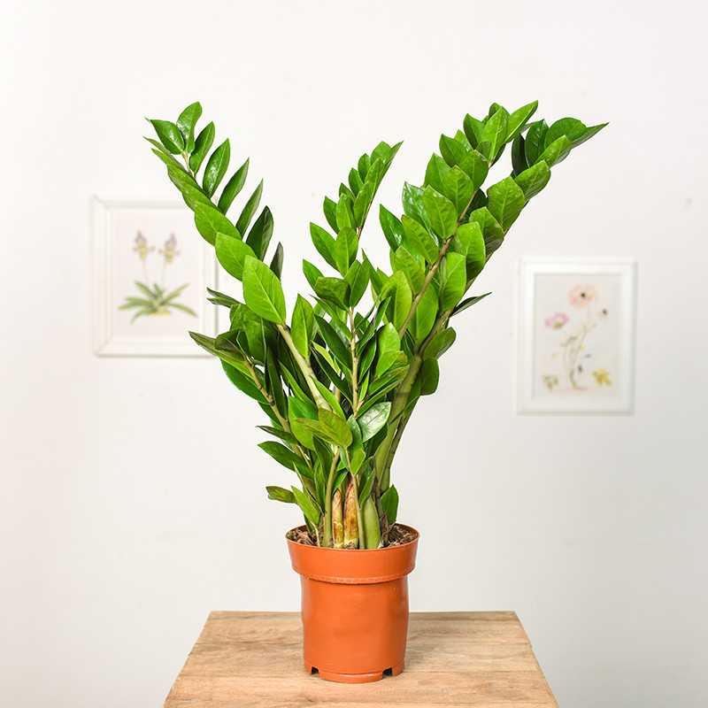 Co robić, gdy zamiokulkas żółknie, schnie lub brązowieje? Oto przyczyny i rozwiązania