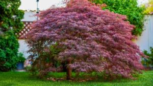 Idealne towarzystwo dla klonu palmowego: co posadzić obok i jak zaaranżować przestrzeń?