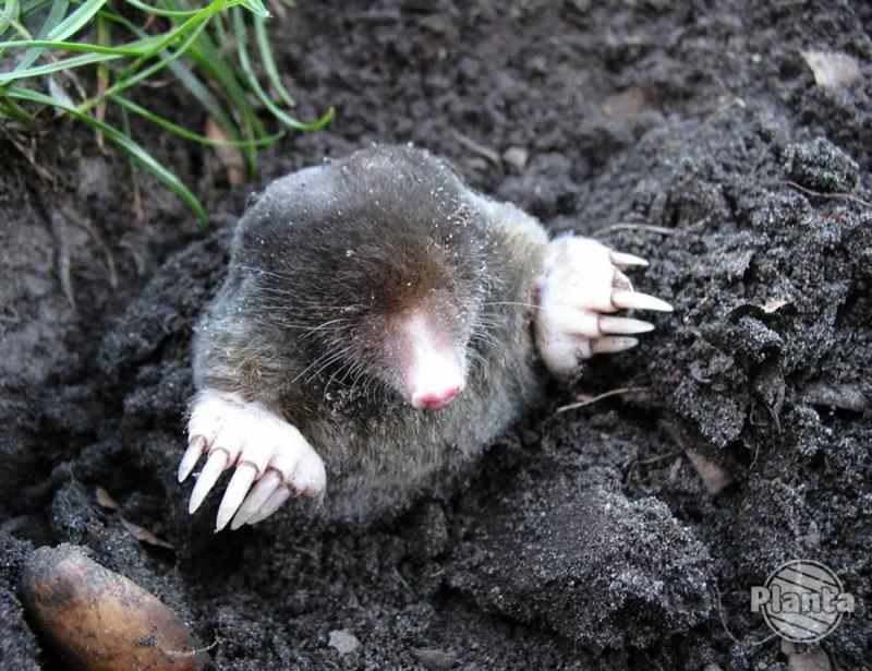 Jak skutecznie pozbyć się kreta – najprostsze metody na niechcianego gościa w ogrodzie