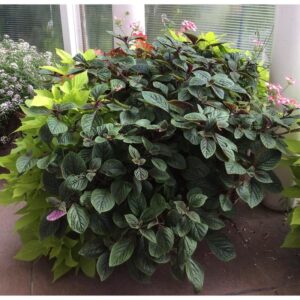 Jak skutecznie uprawiać komarzycę nico i zadbać o jej zdrowie?