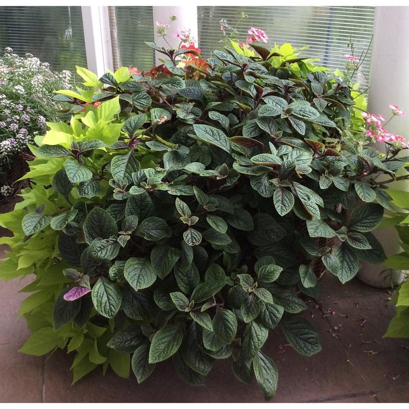 Jak skutecznie uprawiać komarzycę nico i zadbać o jej zdrowie?