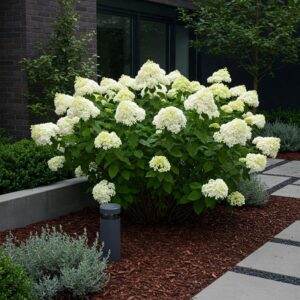 Jak zadbać o hortensję bukietową? Sprawdź praktyczne rady dotyczące uprawy i pielęgnacji!