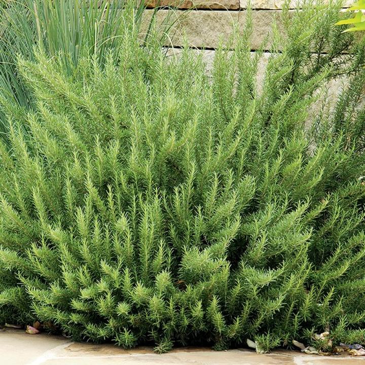 Jak zimować rozmaryn? Praktyczne przygotowanie do zimowych miesięcy