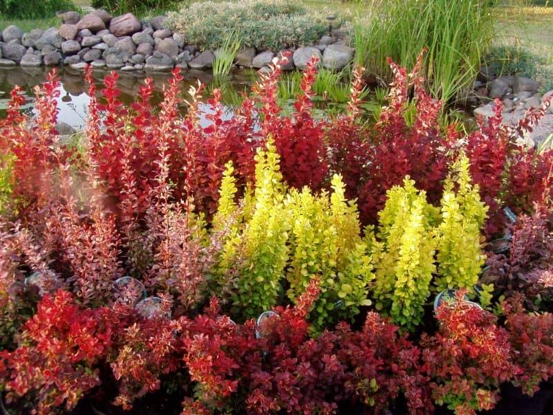 Jakie rośliny idealnie komponują się z berberysami w Twoim ogrodzie?