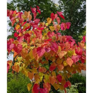 Judaszowce - piękne drzewa, które zachwycają różowymi kwiatami i prosto się je uprawia