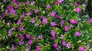 Kufea – jak ją uprawiać i pielęgnować, by cieszyć się pięknym ogrodem