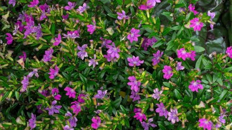 Kufea – jak ją uprawiać i pielęgnować, by cieszyć się pięknym ogrodem