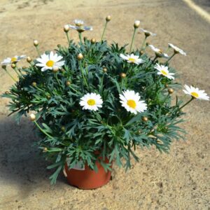 Margerytka w ogrodzie i doniczce – sekrety pięknej uprawy tych kwiatów