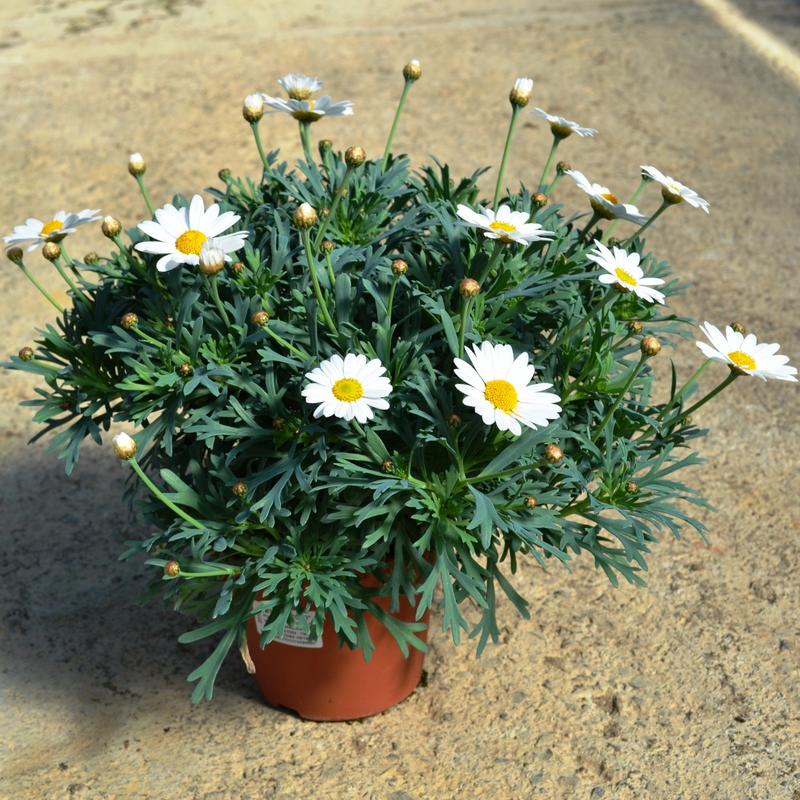 Margerytka w ogrodzie i doniczce – sekrety pięknej uprawy tych kwiatów