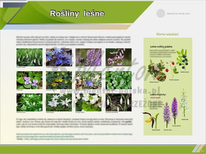 Najpiękniejsze gatunki roślin leśnych w polskich lasach – odkryj ich nazwy i urok