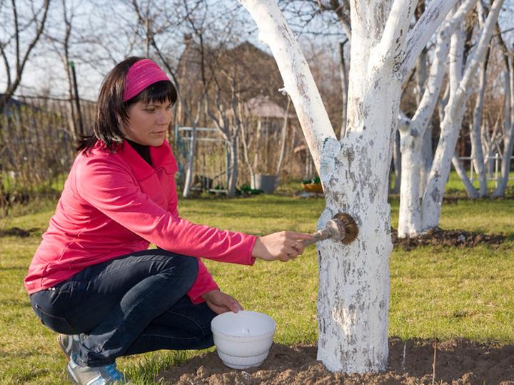 Praktyczny poradnik: Jak i czym skutecznie malować drzewa owocowe?