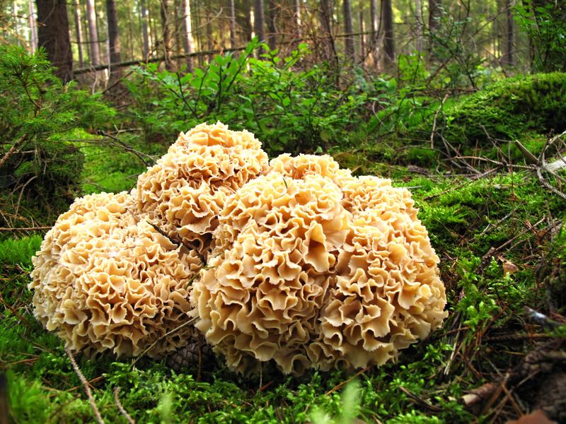 Siedzun sosnowy – kozia broda, czy trujący grzyb, którego warto unikać?