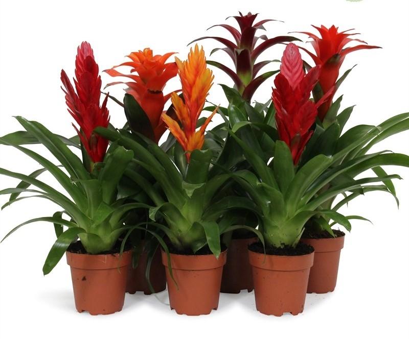 Bromelia a zwierzęta domowe