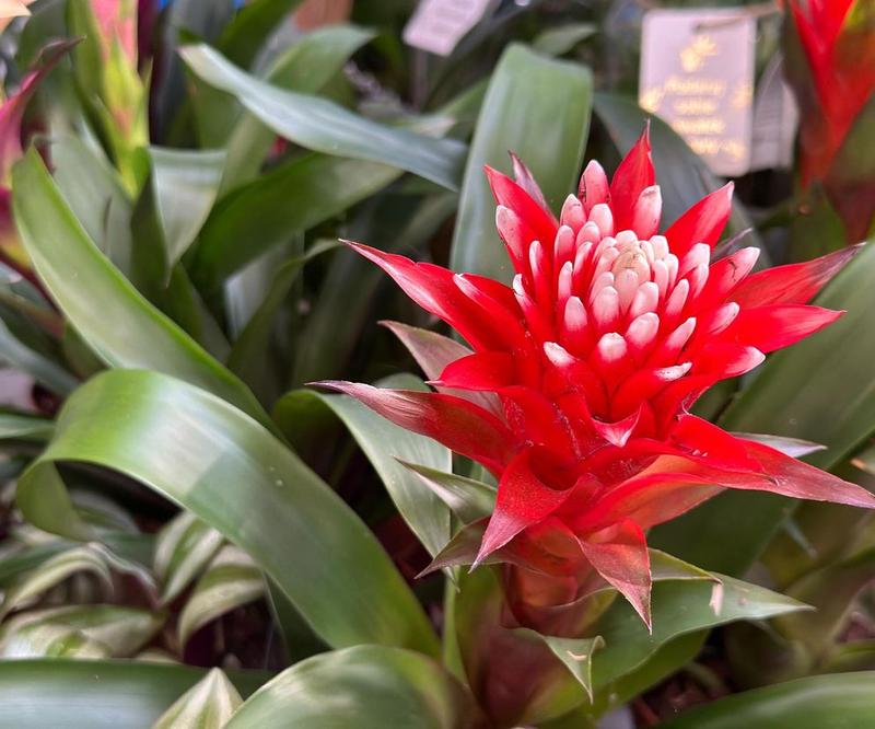 Choroby i szkodniki bromelii