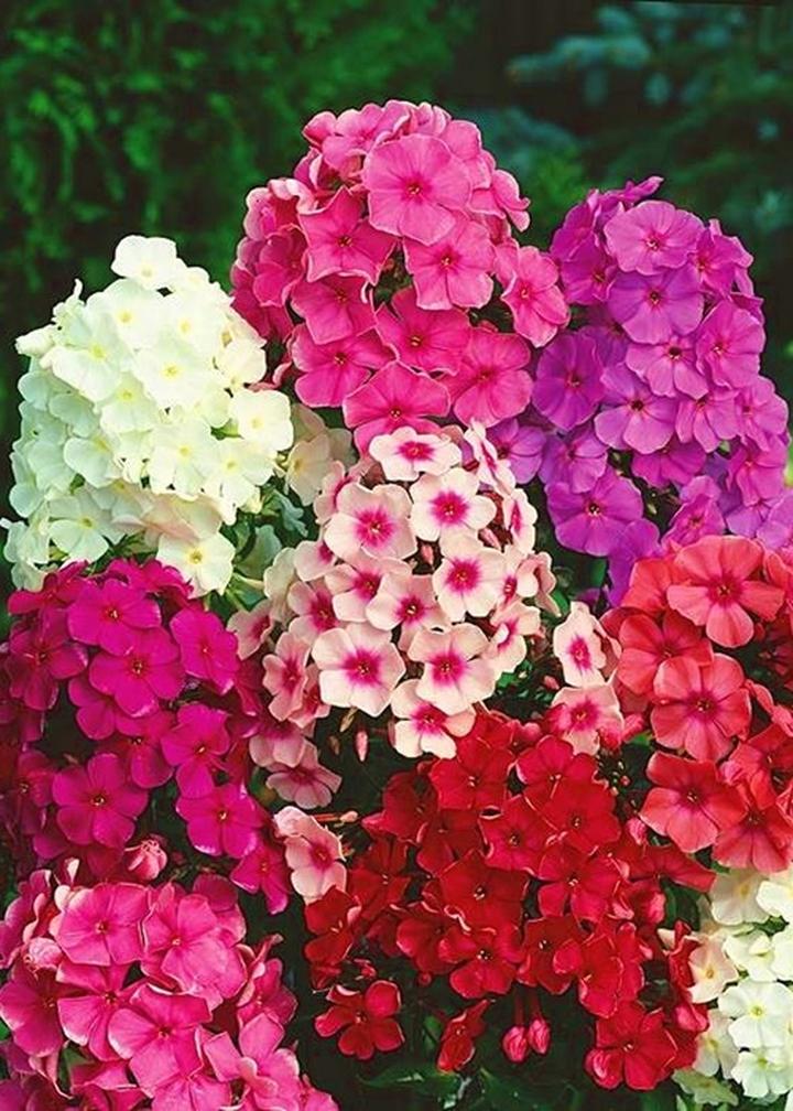 Floksy wiechowate w ogrodzie