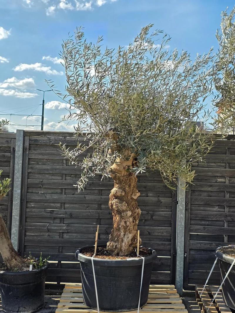 Najczęstsze błędy podczas zimowania oliwki