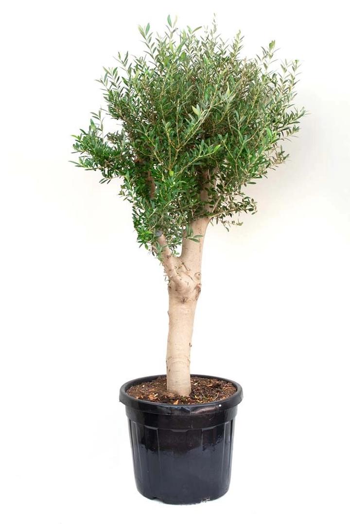 Nawadnianie i nawożenie oliwki zimą