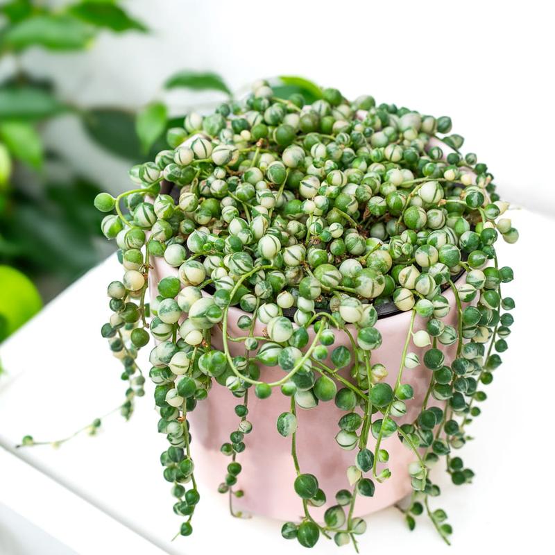 Nawadnianie i nawożenie sukulentów