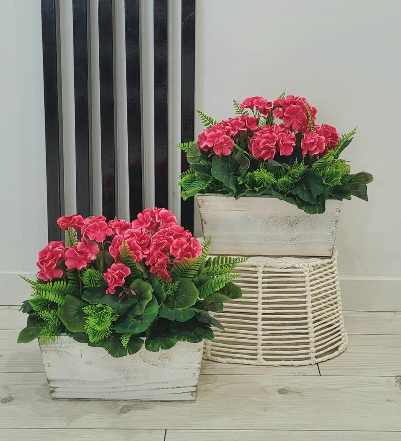 Nawożenie pelargonii po zimie