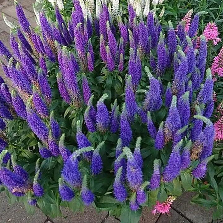 Ochrona przed mrozem w ogrodzie