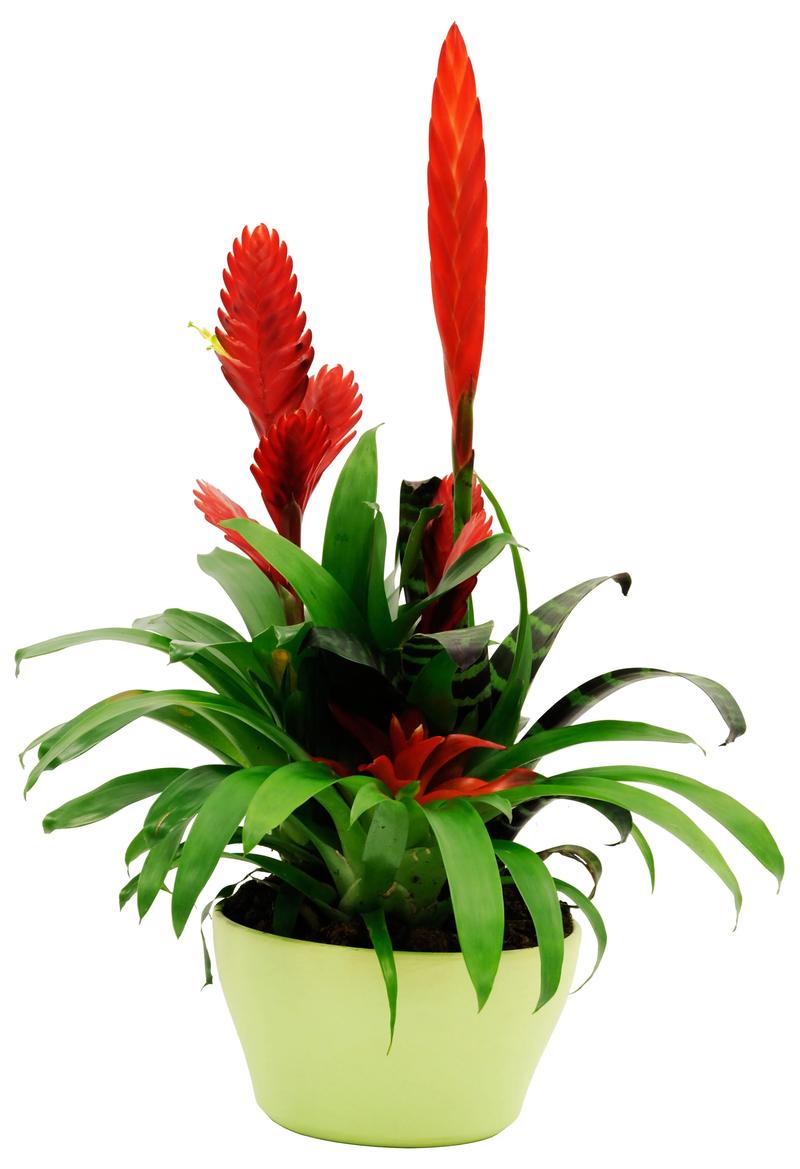 Pielęgnacja bromelii w domu
