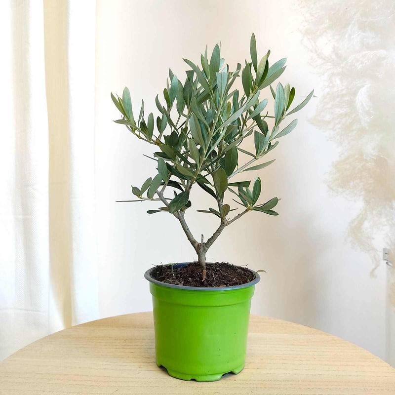 Pielęgnacja oliwki europejskiej zimą