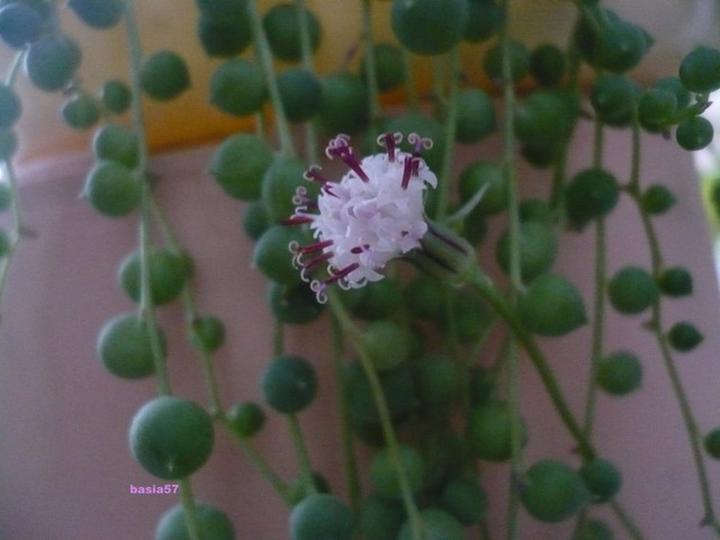 Pielęgnacja starca Rowleya