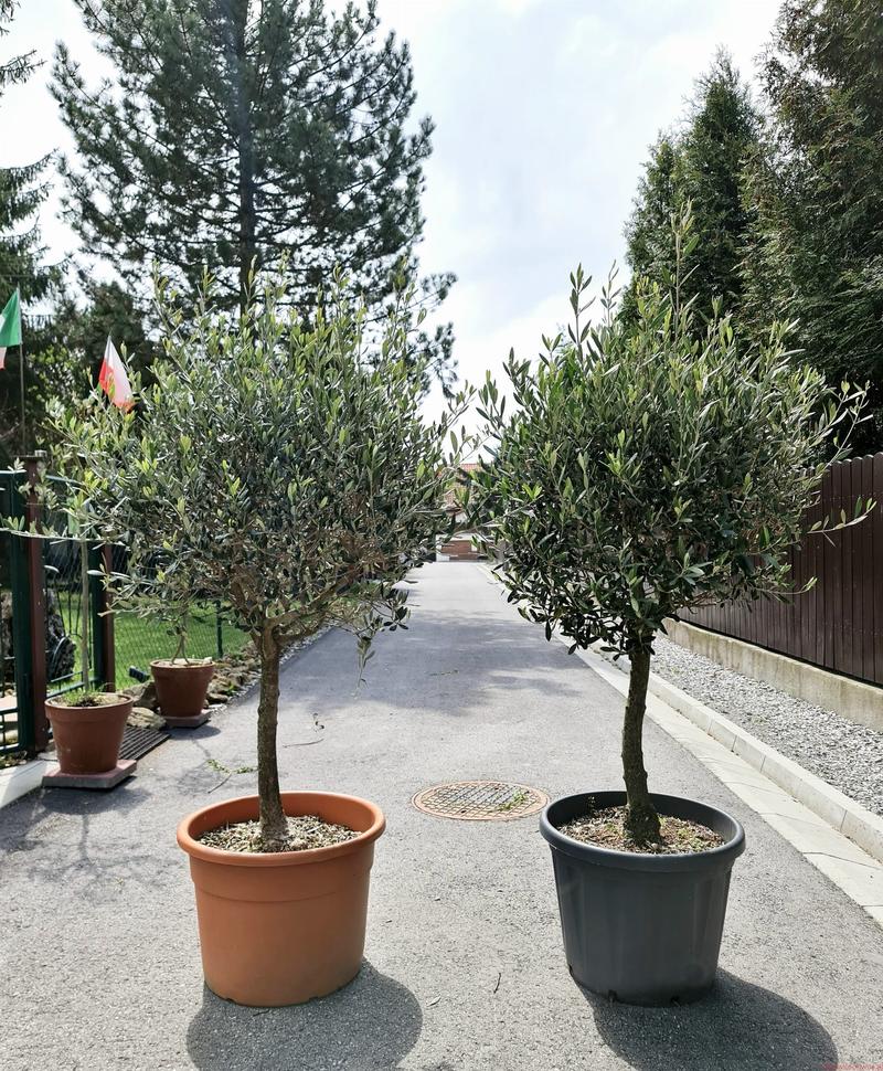 Przygotowanie drzewka oliwnego do zimy